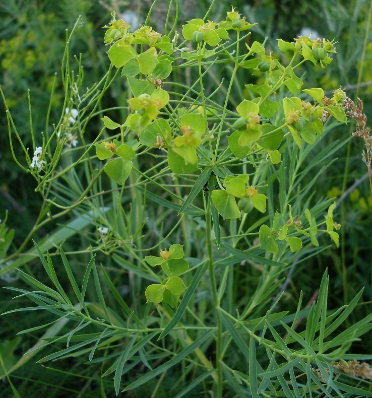 Изображение особи Euphorbia virgata.