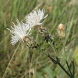 Centaurea diffusa