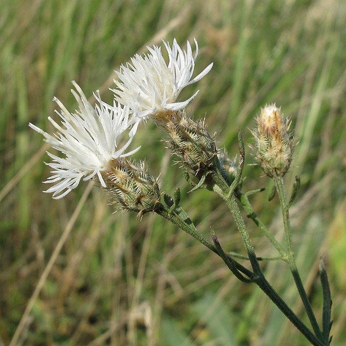 Image of Centaurea diffusa specimen.