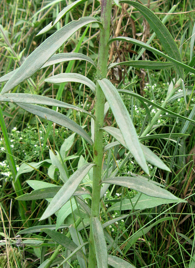 Image of Linaria ruthenica specimen.