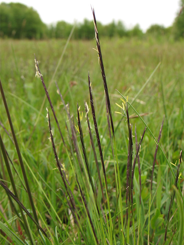 Изображение особи Nardus stricta.