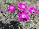 Dianthus versicolor. Верхушка цветущего растения. Иркутская обл., озеро Байкал, остров Ольхон, падь Идибэ, сухой склон. 24.07.2011.