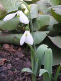 Galanthus elwesii разновидность monostictus