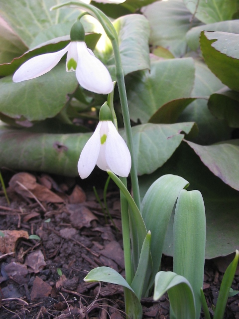 Изображение особи Galanthus elwesii var. monostictus.