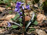 Scilla bifolia