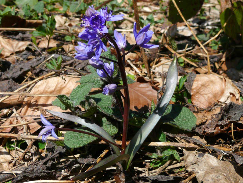 Изображение особи Scilla bifolia.