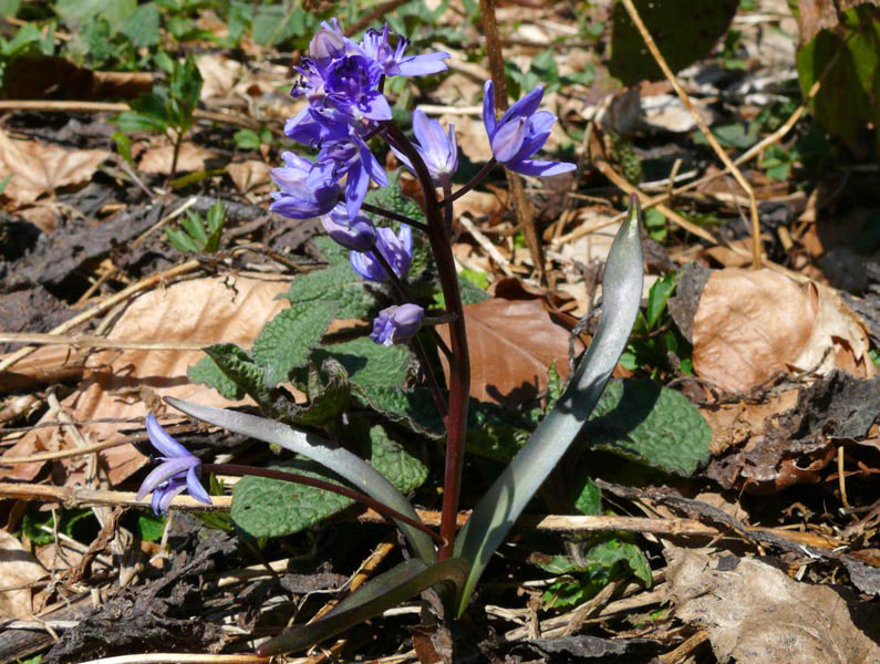 Image of Scilla bifolia specimen.