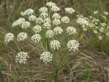 Peucedanum oreoselinum. Соцветие. Псковская обл., Себежский р-н. 14.07.2006.