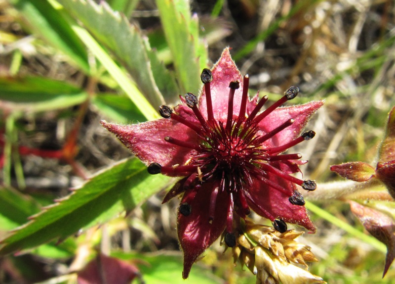 Image of Comarum palustre specimen.