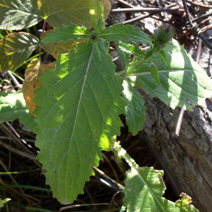 Изображение особи Carduus crispus.
