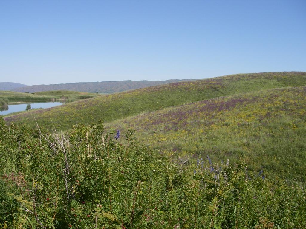 Image of Salvia tesquicola specimen.