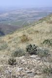 Astragalus inaequalifolius. Цветущие растения на горном склоне. Южный Казахстан, Верхний Боролдай, ущ. Карасай, южный гребень. 05.07.2011.