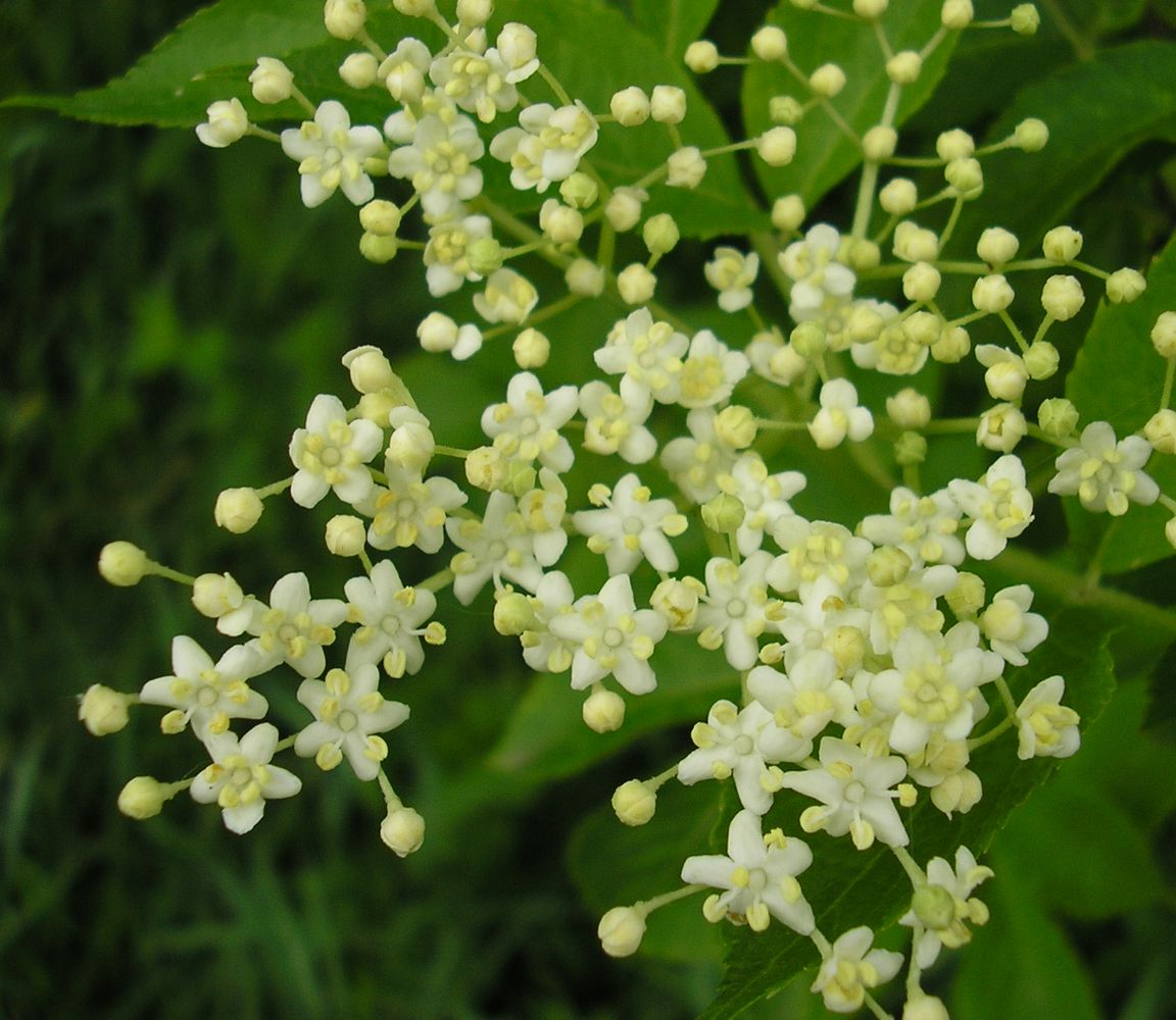 Image of Sambucus nigra specimen.