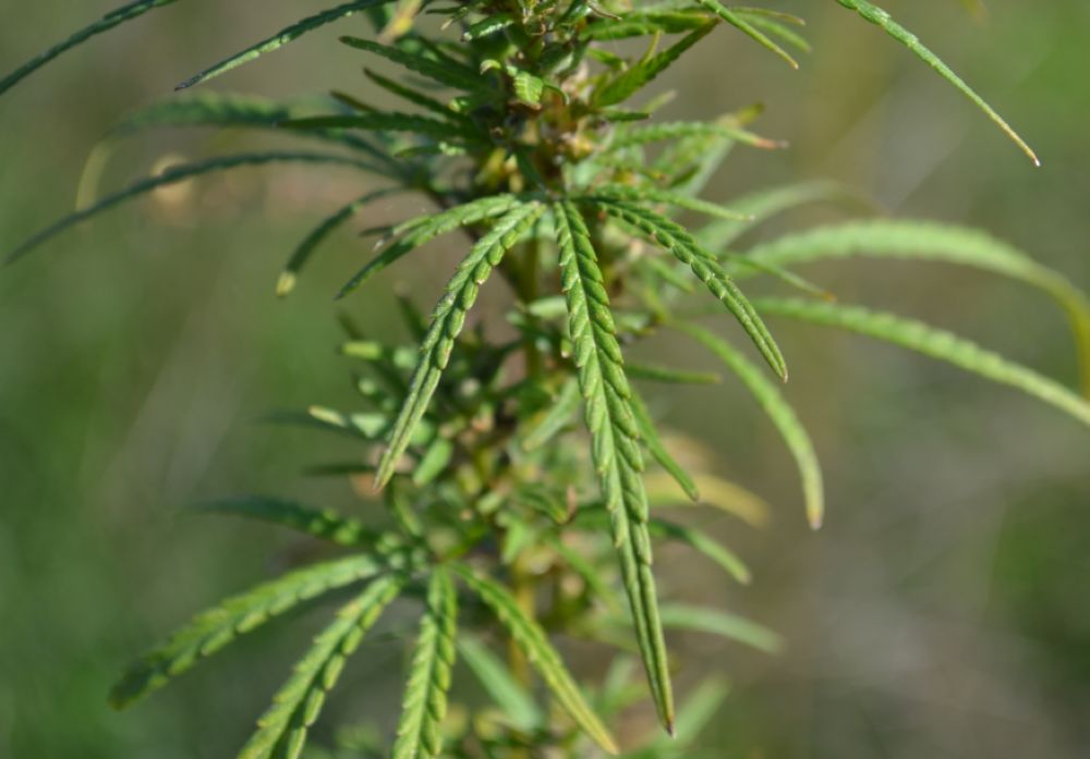 Image of Cannabis sativa var. spontanea specimen.