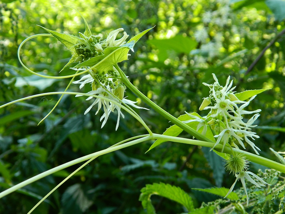 Image of Echinocystis lobata specimen.
