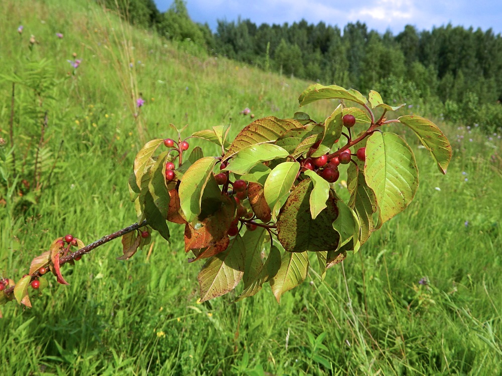 Изображение особи Frangula alnus.