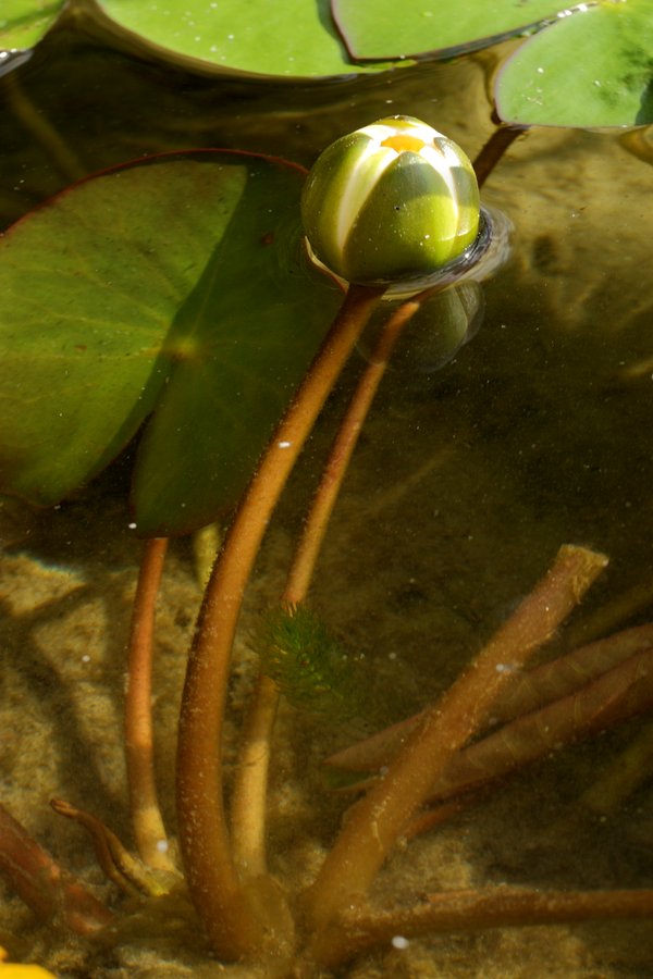 Image of Nymphaea candida specimen.