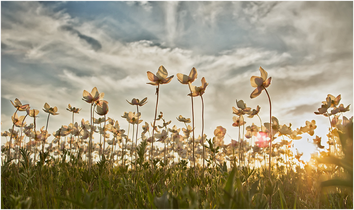 Изображение особи Anemone sylvestris.