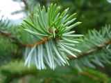 Picea ajanensis. Кончик веточки. Сахалин, окр. г. Южно-Сахалинска. Август 2010 г.