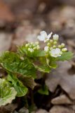 Pachyphragma macrophyllum. Цветки и листья. Ставропольский край, КМВ, окр. г. Пятигорск. 01.04.2012.