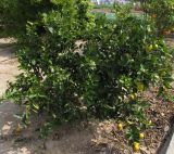 Citrus macrophylla. Цветущее и плодоносящее растение. Испания, г. Валенсия, учебная делянка Политехнического Университета Валенсии. 4 апреля 2012 г.