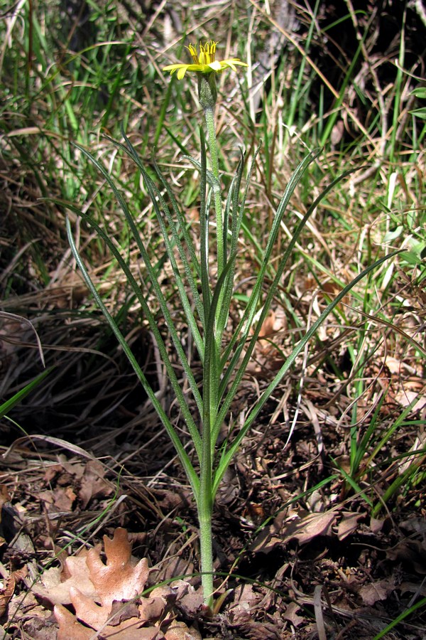 Image of Scorzonera mollis specimen.