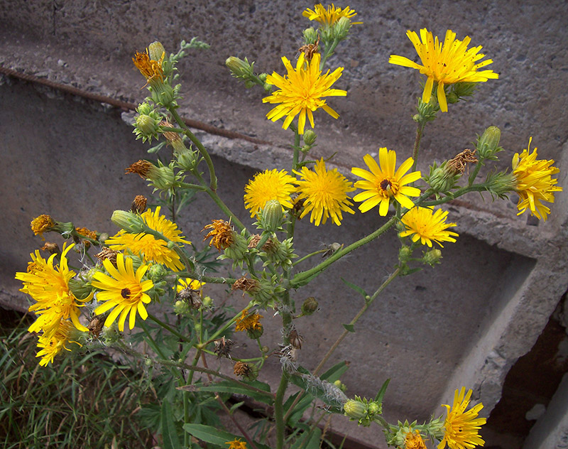Image of Picris hieracioides specimen.