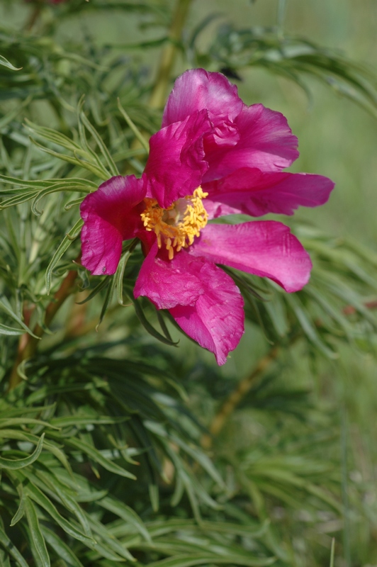 Image of Paeonia hybrida specimen.