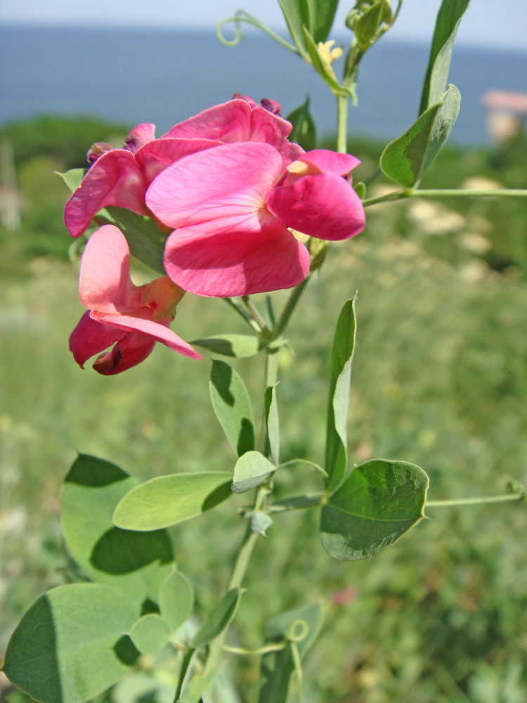 Image of Lathyrus tuberosus specimen.