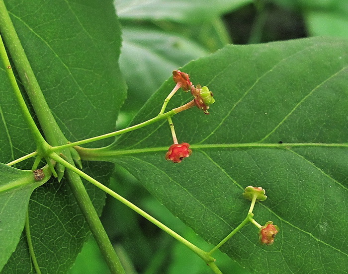 Изображение особи род Euonymus.