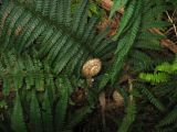 Polystichum setiferum. Основание розетки листьев и молодая вайя. Испания, Канарские острова, о. Тенерифе, горный массив Анага. 08.03.2008.