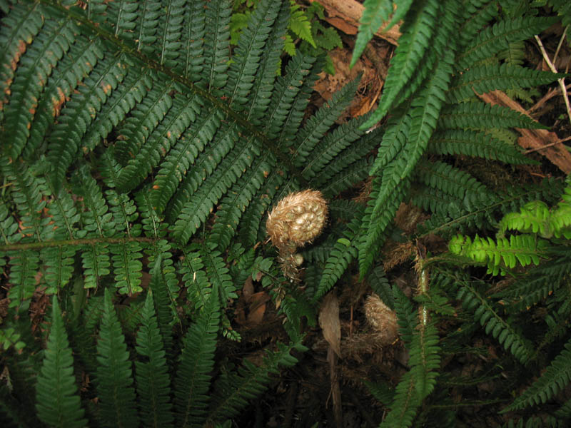 Изображение особи Polystichum setiferum.