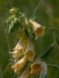 Digitalis grandiflora