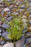 Myosotis cespitosa. Цветущие растения. Галечник на берегу р. Енисей. 24.06.2012.