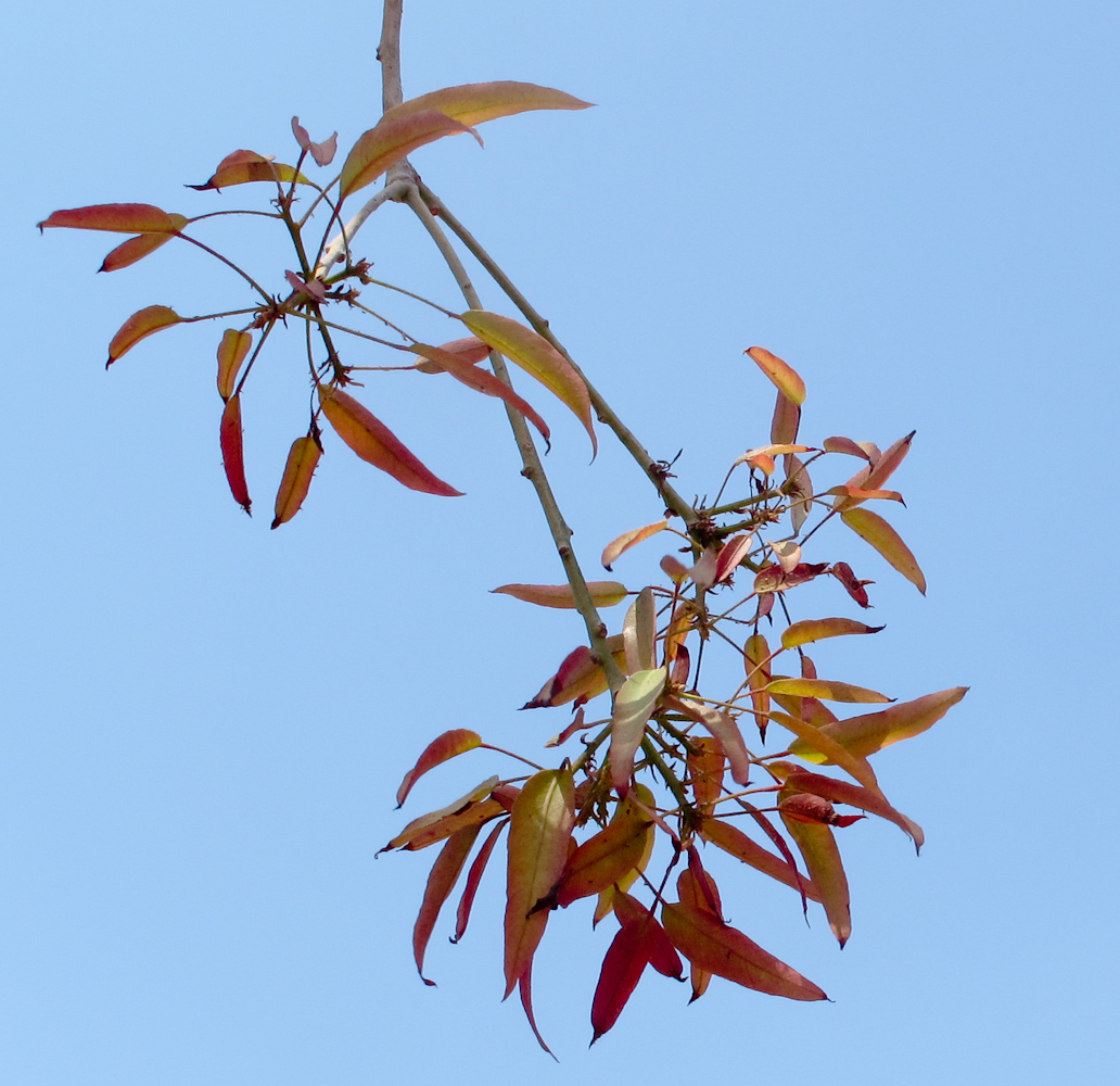 Изображение особи Brachychiton rupestris.