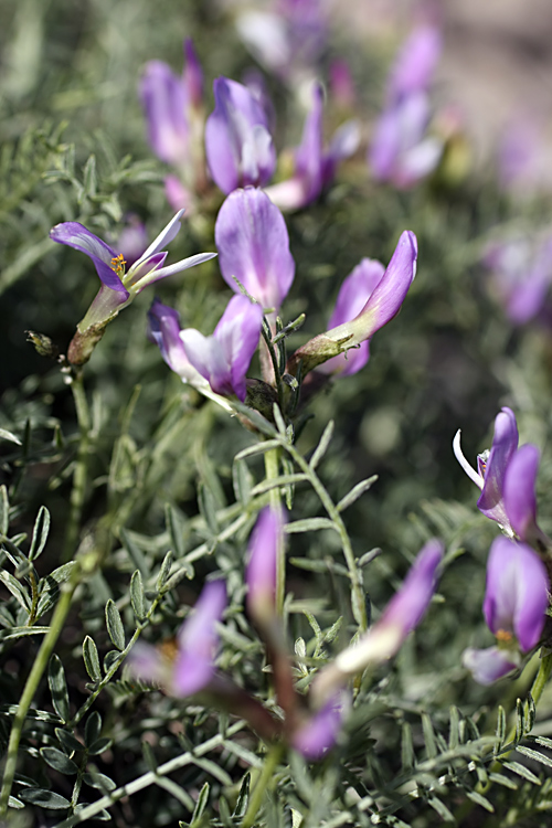 Image of Astragalus pachyrrhizus specimen.