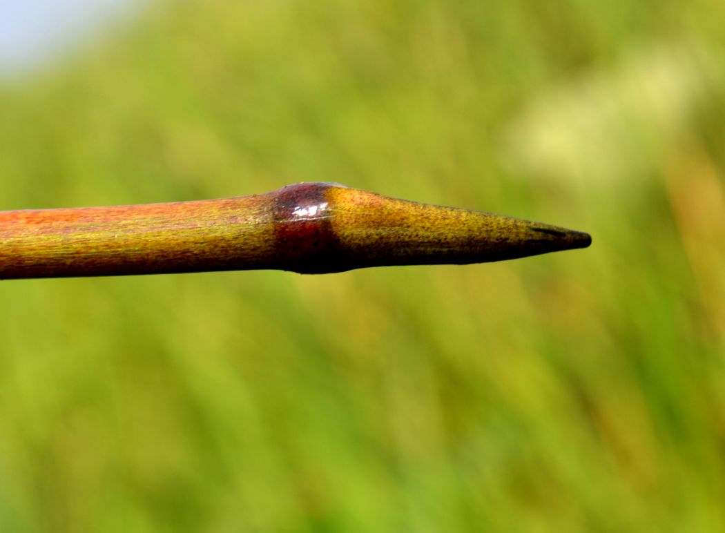 Image of Nelumbo caspica specimen.