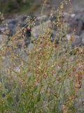 Rumex hastifolius