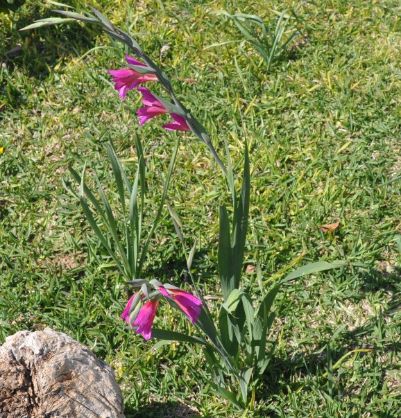 Изображение особи Gladiolus italicus.