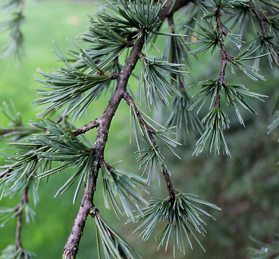 Изображение особи Cedrus libani.