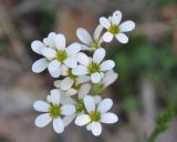 Saxifraga подвид graeca