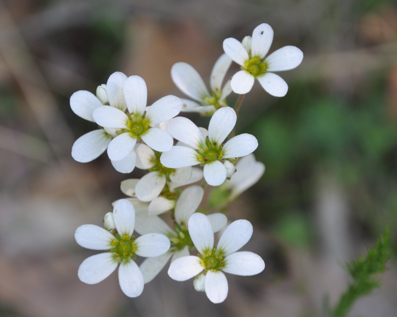 Image of Saxifraga carpetana ssp. graeca specimen.