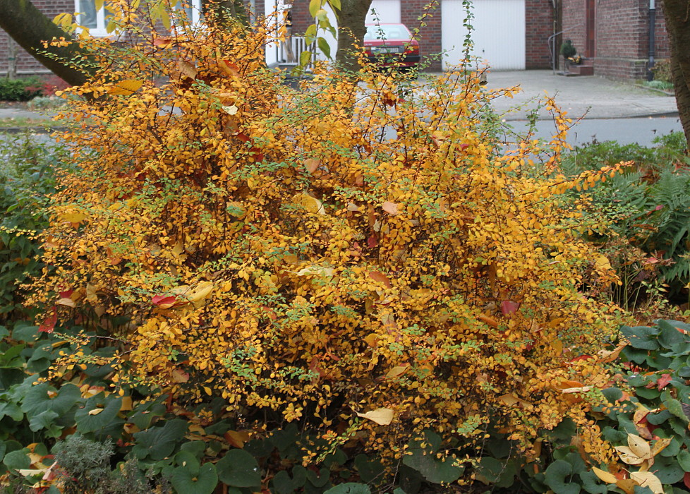 Изображение особи Berberis thunbergii.