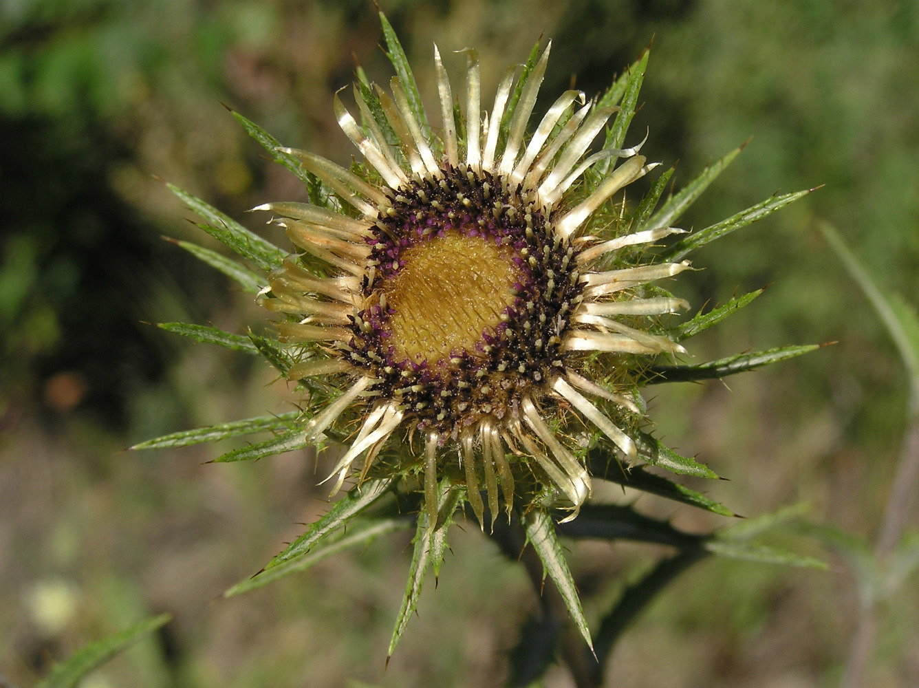Image of Carlina biebersteinii specimen.