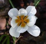 Crocus hyemalis. Аномальный 8-лепестковый цветок. Israel, Mount Carmel. 15.11.2008.