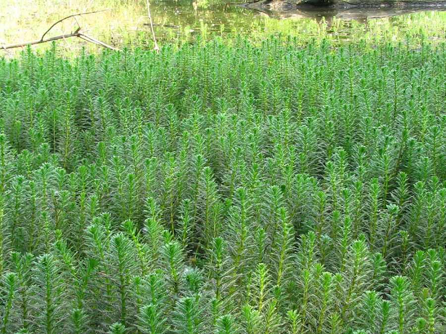 Image of Myriophyllum verticillatum specimen.