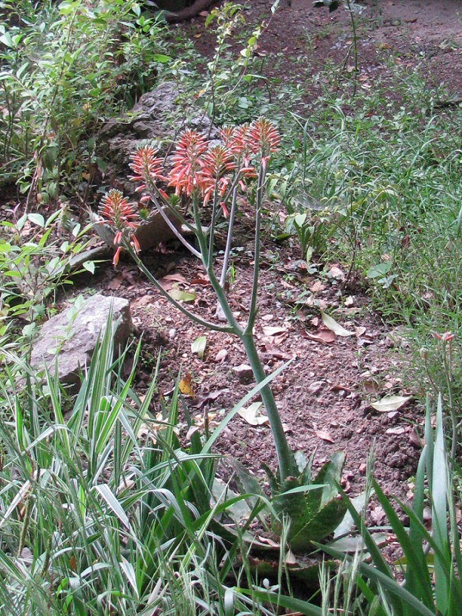 Image of Aloe maculata specimen.