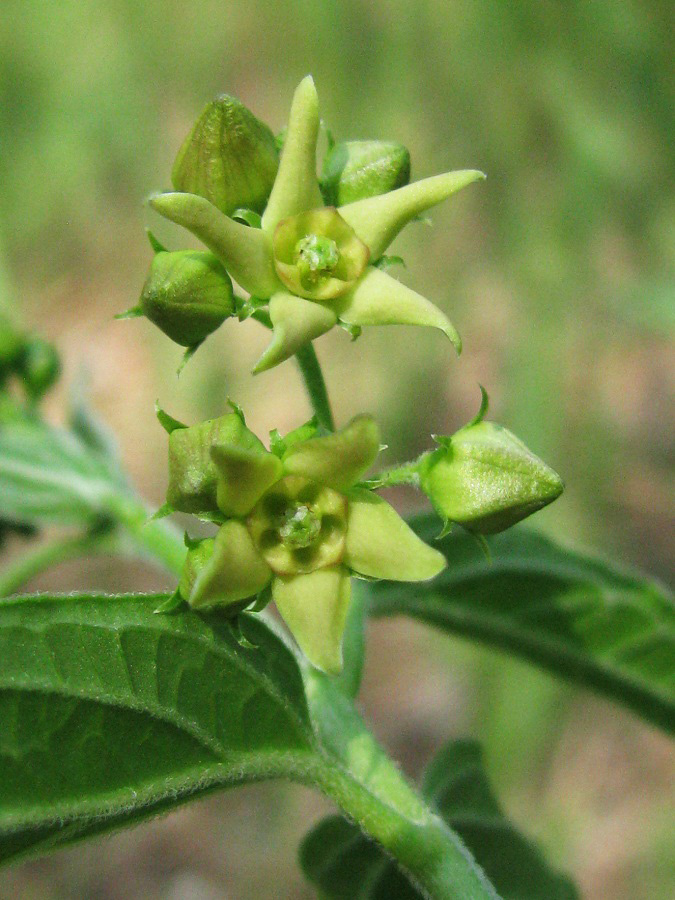 Image of Vincetoxicum flavum specimen.