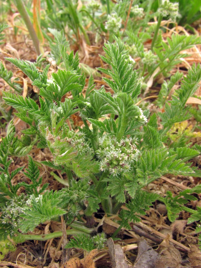 Изображение особи Torilis nodosa.