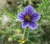 Erodium stephanianum. Цветок и завязавшийся плод. Иркутская обл., о. Ольхон, окр. урочища Хадай, степь, обочина дороги. 25.07.2012.